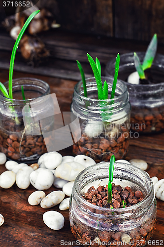 Image of Spring sprouts in jars