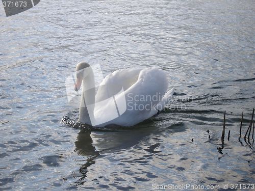 Image of swan