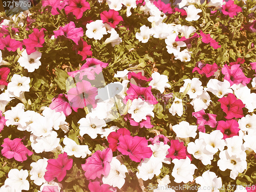 Image of Retro looking Flowers