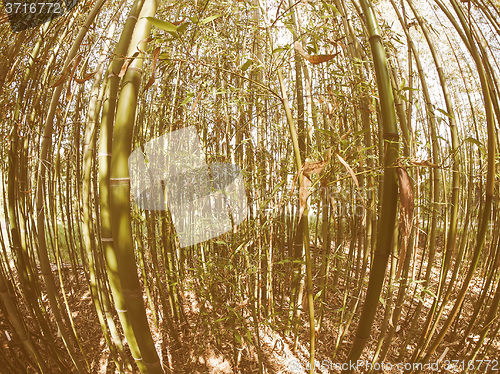 Image of Retro looking Bamboo tree