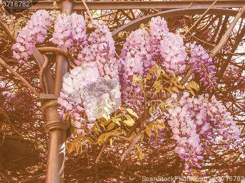 Image of Retro looking Wisteria