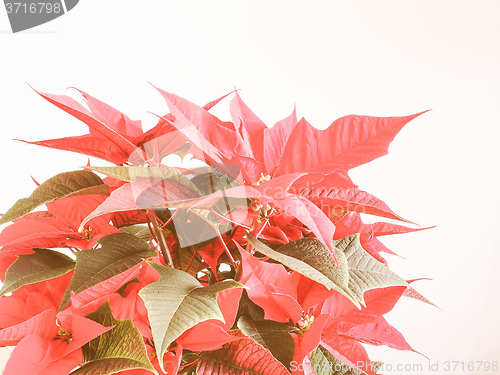 Image of Retro looking Poinsettia Christmas star