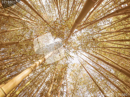 Image of Retro looking Bamboo tree