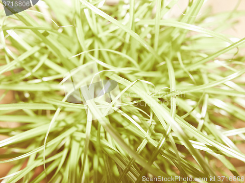 Image of Retro looking Grass meadow weed