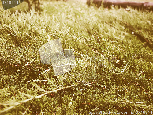 Image of Retro looking Foliage