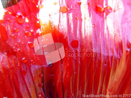 Image of poppy leaf