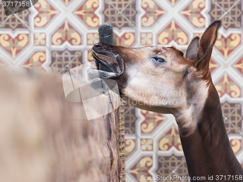 Image of Close-up of an okapi