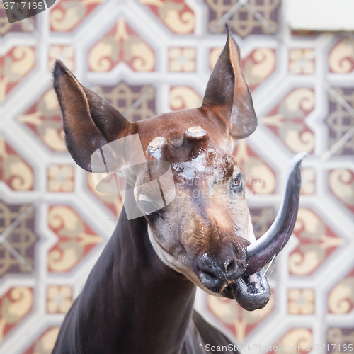 Image of Close-up of an okapi