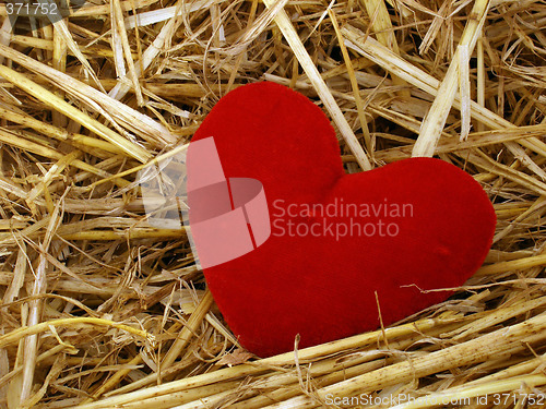 Image of heart
