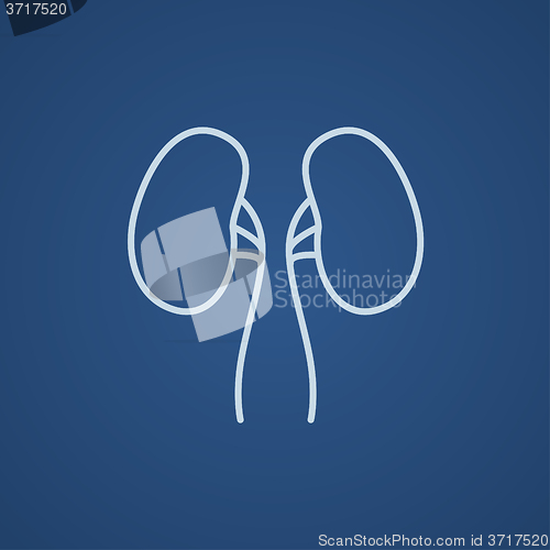 Image of Kidney line icon.