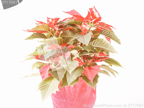 Image of Retro looking Poinsettia