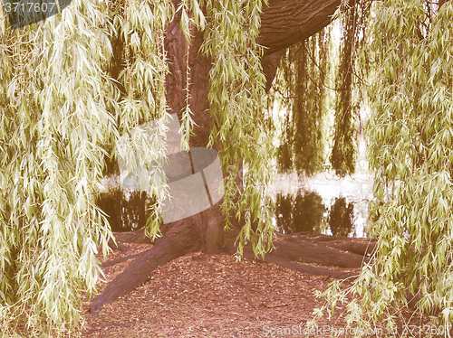 Image of Retro looking Weeping Willow