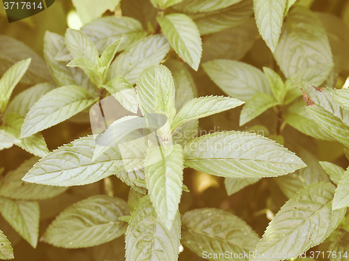 Image of Retro looking Peppermint