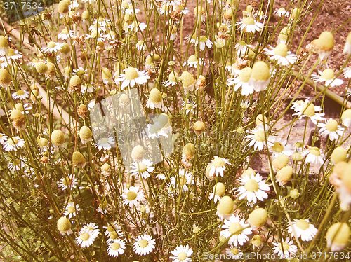 Image of Retro looking Chamomile picture