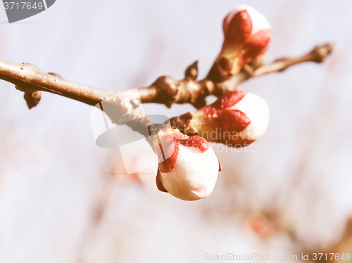 Image of Retro looking Peach tree flower