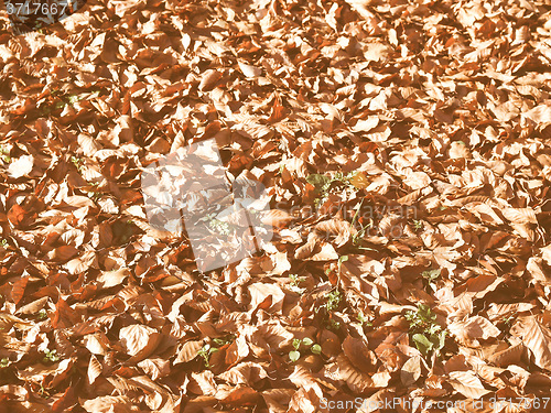 Image of Retro looking Falling leaves