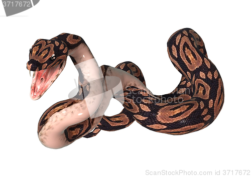 Image of Ball Python on White