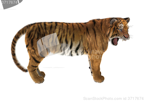 Image of Big Cat Tiger