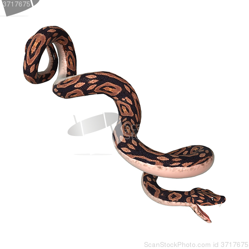 Image of Ball Python on White