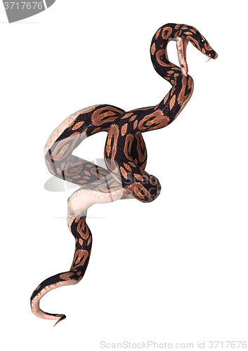 Image of Ball Python on White