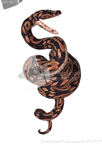 Image of Ball Python on White