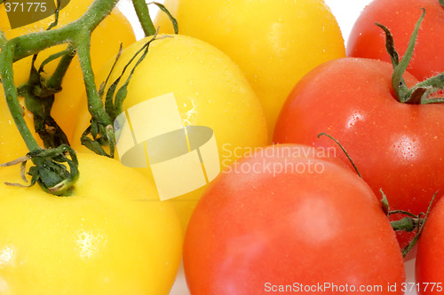 Image of Fresh Tomatoes