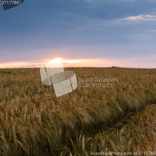 Image of Evening landscape in summer