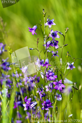 Image of Spreading bellflower