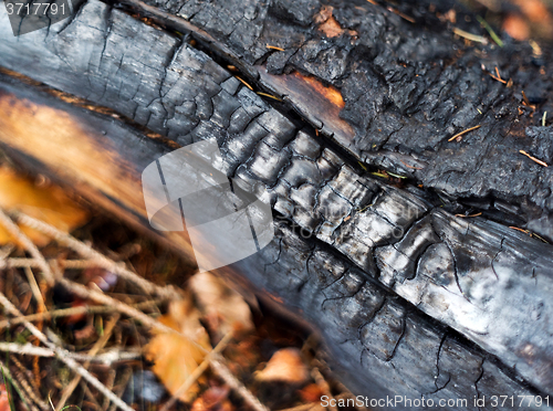 Image of Charred wood 