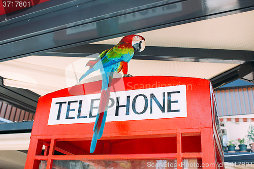 Image of Parrot on phone booth in a cafe