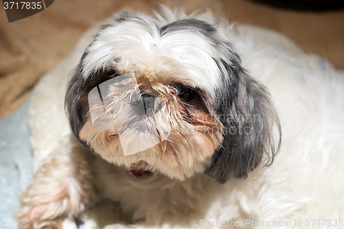 Image of Shih Tzu dog with dirty face