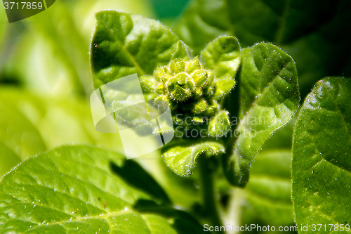 Image of close up of tobacco plant bud