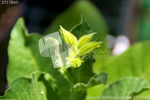 Image of Tobacco plant flower buds