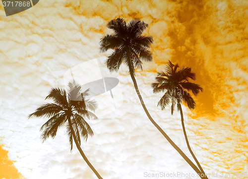 Image of Palm trees and sky