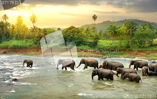 Image of Elephants in river