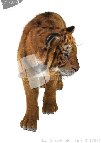 Image of Big Cat Tiger
