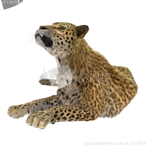 Image of Big Cat Leopard