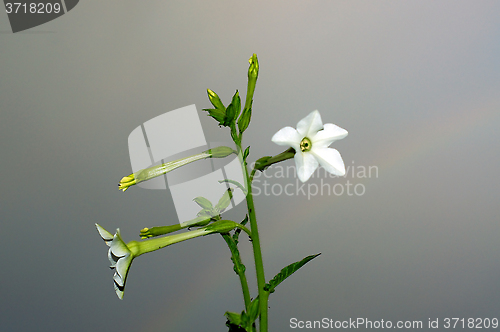 Image of jasmine tobacco flowers against sky