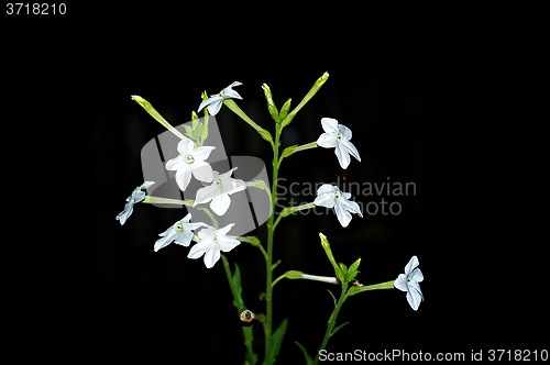 Image of Persian tobacco flowers in bloom