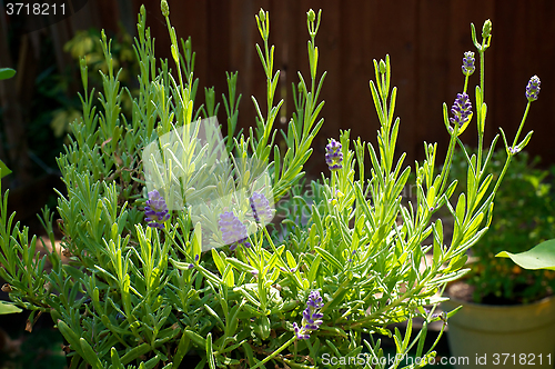 Image of Purple lavender plant in bloom