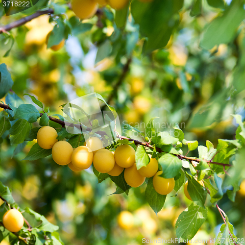 Image of Yellow fruits on a tree