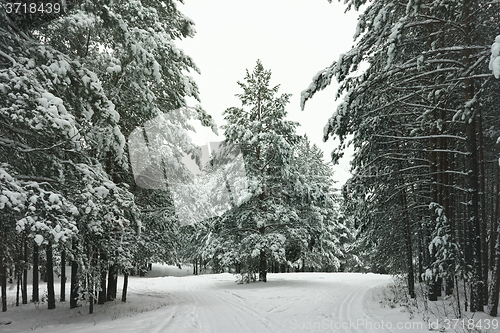 Image of Winter landscape with snow covered trees