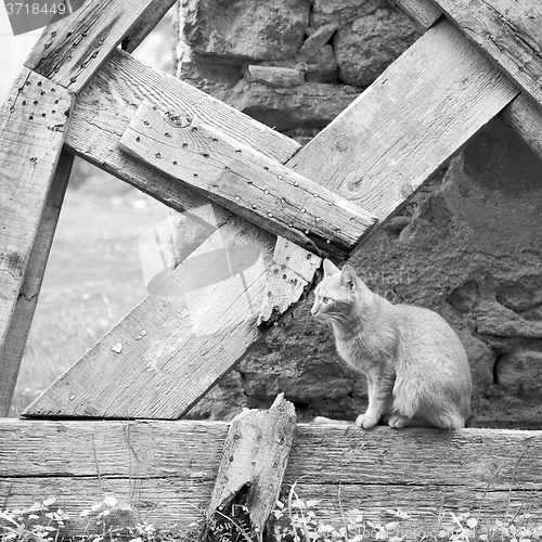 Image of feline in morocco africa and sweet face