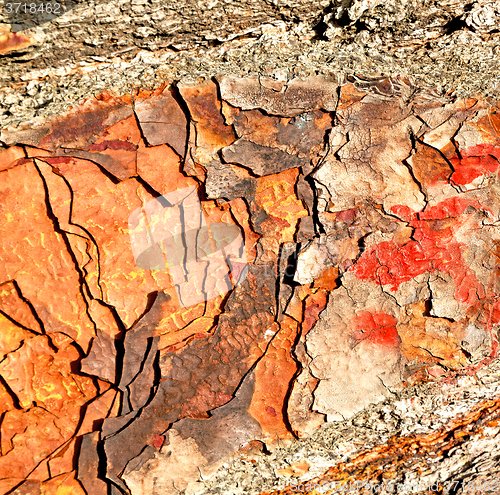 Image of barck in the abstract close up of a tree color and texture