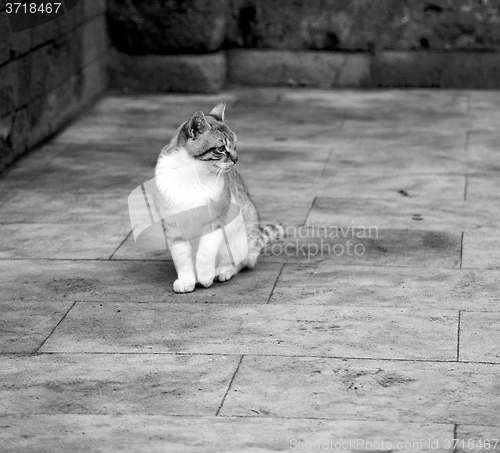 Image of alone cat in africa morocco and house background