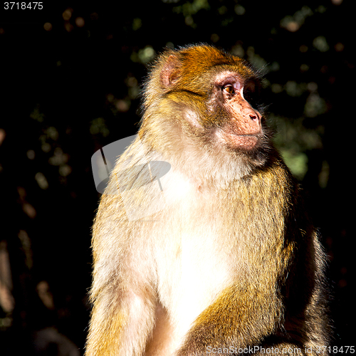 Image of old monkey in africa morocco and natural background fauna close 