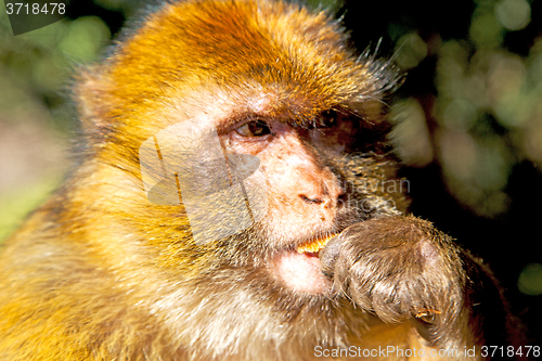 Image of bush monkey i  natural background fauna  