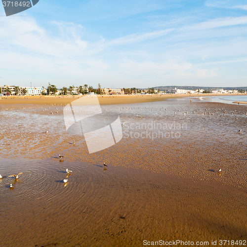Image of abstract in morocco  sea africa ocean wave and  bird