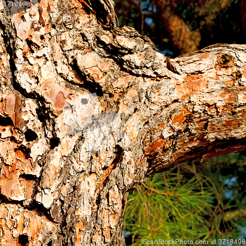 Image of barck in the abstract close up of a tree color and texture