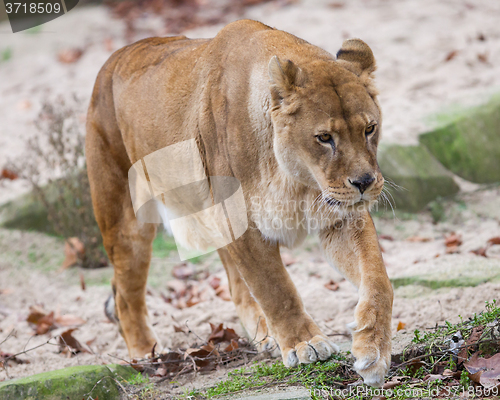 Image of Lion on alert